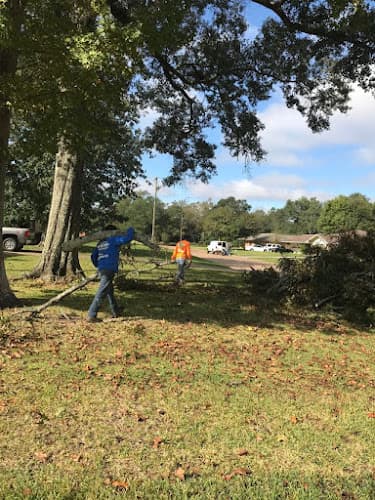 Davis Tree Experts