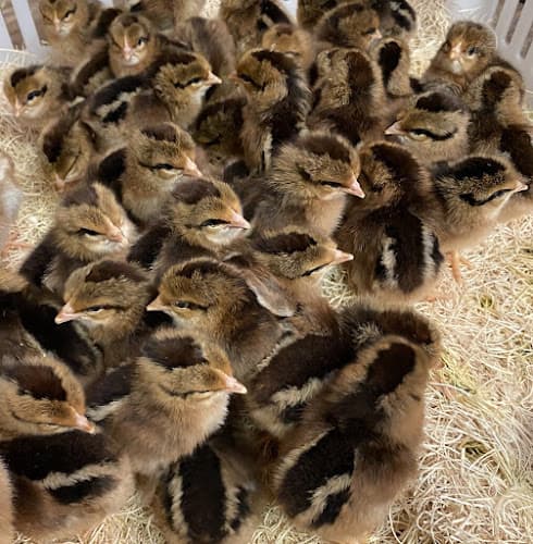 Clyde's Poultry Farm