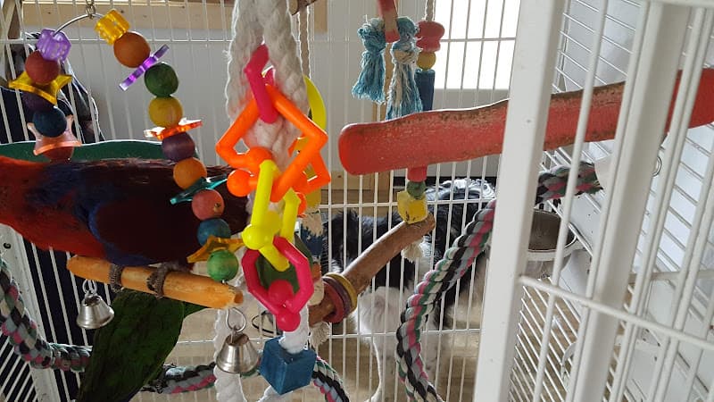 Solely Solomon Aviaries
