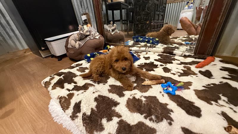 Oodles of Doodles Texas