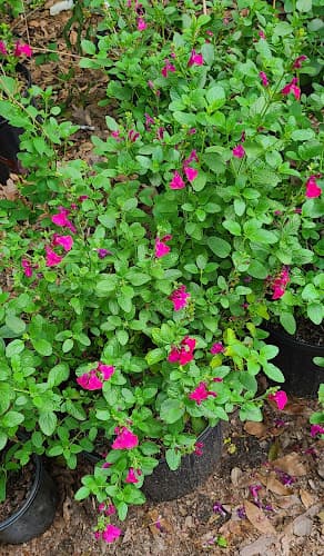 Misting Nursery
