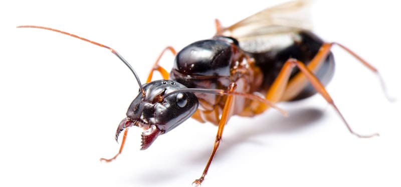 Barfield Home Inspections and Pest Control PLLC