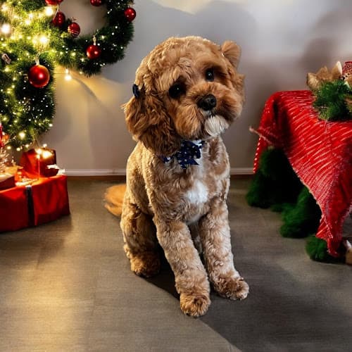 The Dapper Dog Luxury Pet Spa