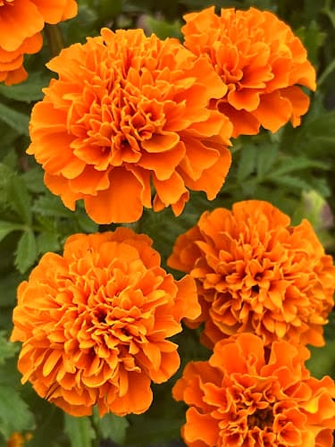 MAKM Bloom Nursery