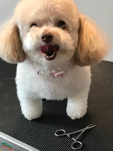 Miss Laurie’s Dog Grooming