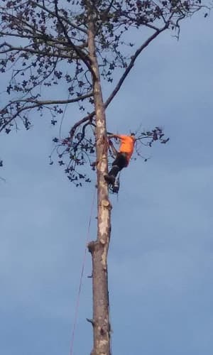 Secure Choice Tree Service of Beaumont Texas in Beaumont, TX