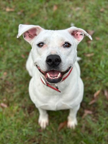 Humane Society-Southeast Texas in Beaumont, TX