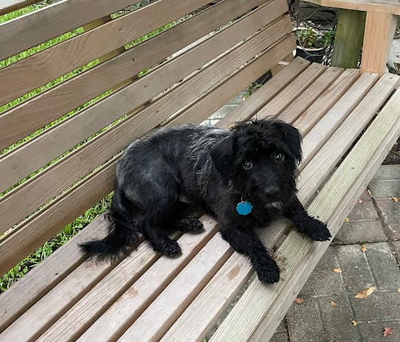Bark Avenue Grooming and Boarding