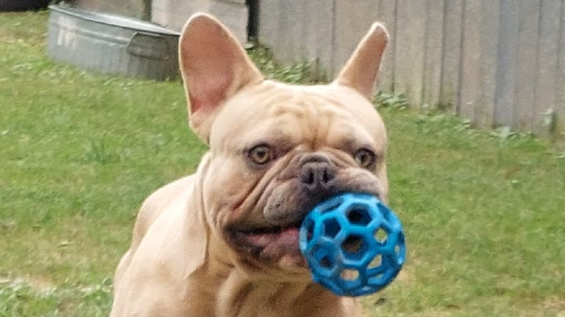 Posh Pets Hamshire-Fannett