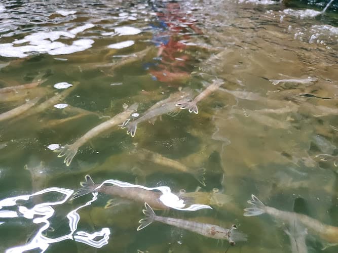Fish Or Hunt in Port Arthur, TX