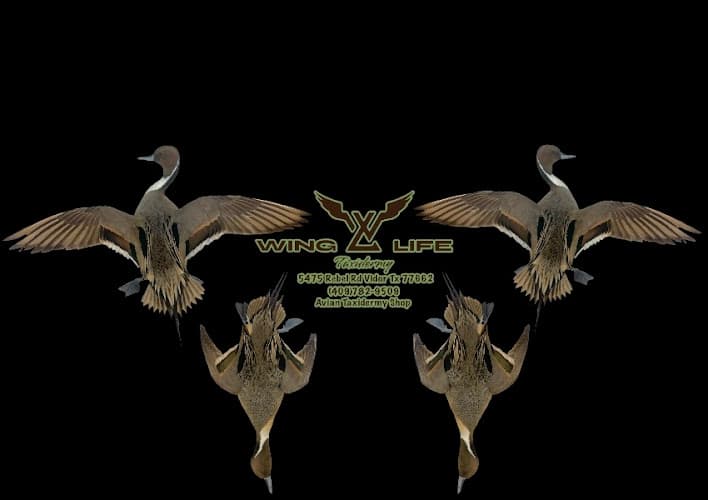 Wing Life Taxidermy