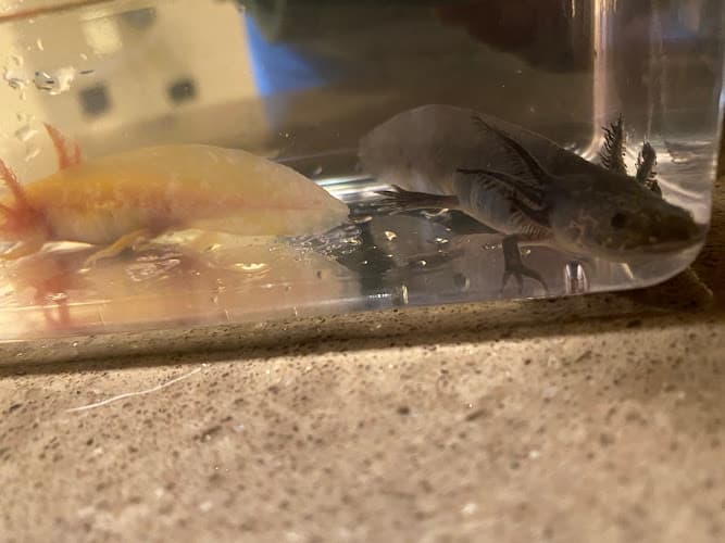 Orange Aquatics