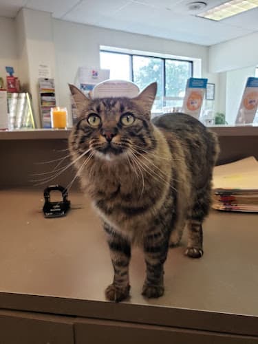 Livingston Animal Hospital PC: Robison Bud DVM in Livingston, TX