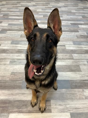 Rise & Shine K9