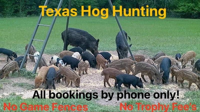 M.Y. RANCH Texas Hog Hunting