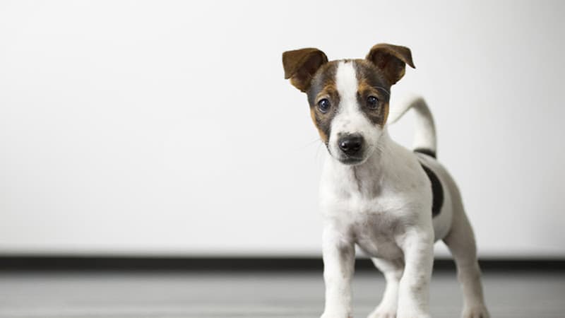 West End Animal Clinic in Beaumont, TX