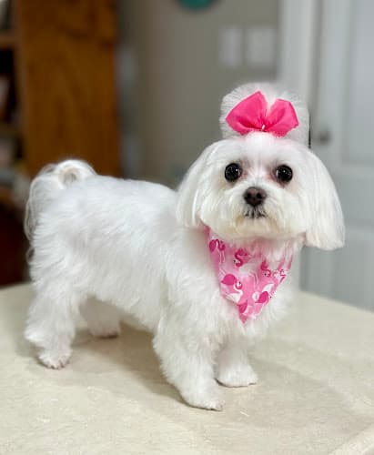 Le Le Paws Dog Spa in Port Neches, TX