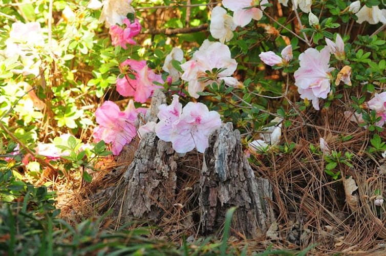 Dogwood Mental Health and Wellness, LLC in Lufkin, TX