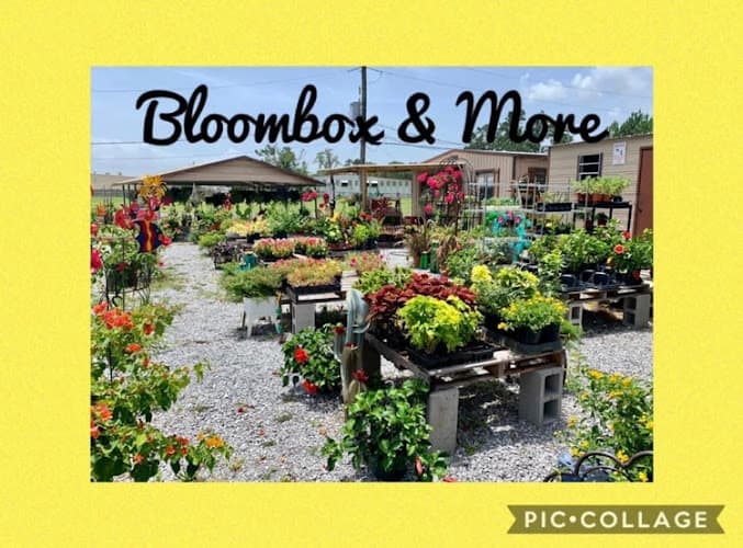 Bloombox & more