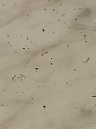 GuardTech Pest Management in Beaumont, TX