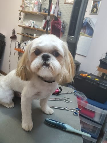 Lisa's Dog Grooming in Nederland, TX