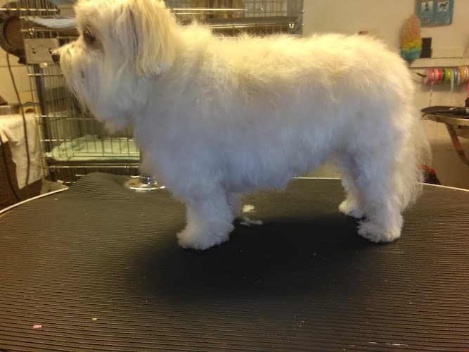 Hi Tower Kennels Boarding and Grooming in Beaumont, TX