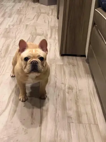 Empire French Bulldogs