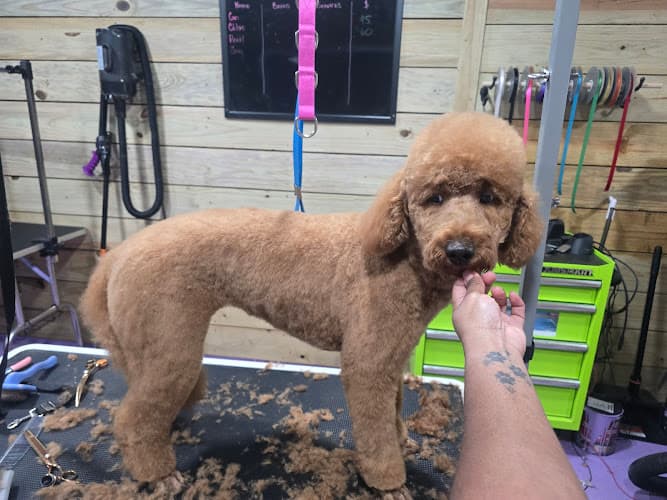 Absolute Grooms Pet Salon LLC in Beaumont, TX