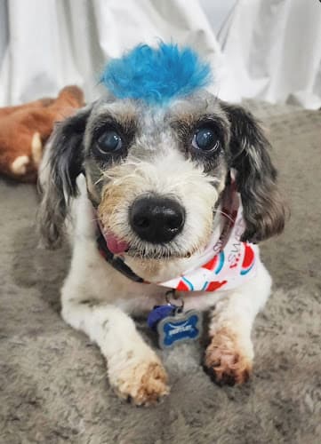 Back Porch Pet Spa in Beaumont, TX