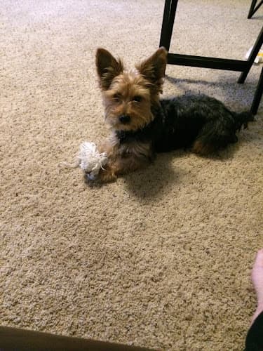 Pretty Puppy in Nacogdoches, TX