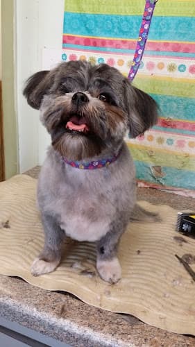 Fanci Pets Grooming