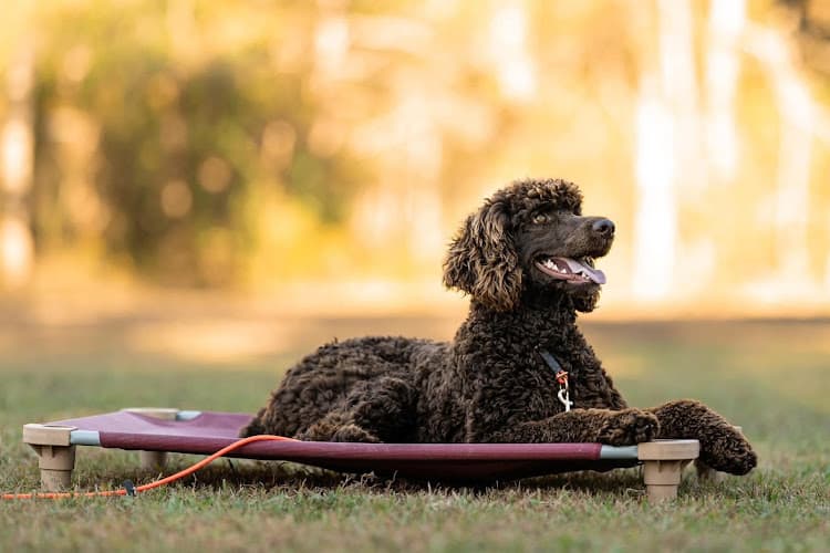 Bayou Canine Academy in Vidor, TX