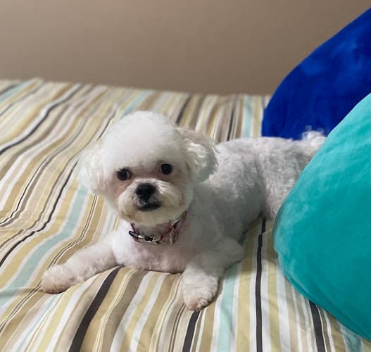 Weiss Choice Grooming in Vidor, TX