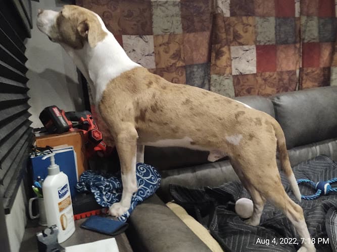 Jo Anns Four Paws Pet Groom