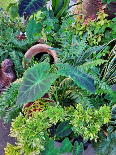 Crown of Thorns Nursery