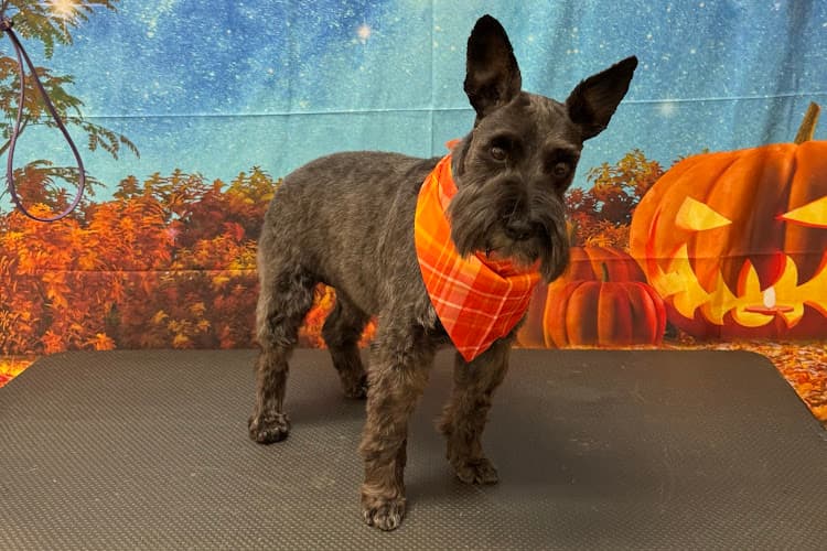 K-9 Klips Pet Spa