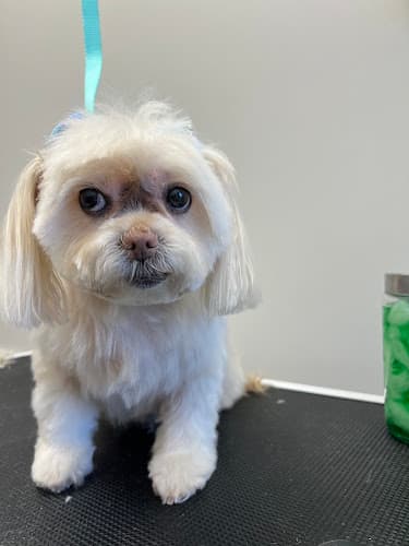 Snazzy Paws Pet Parlor