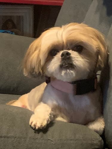 Doggie Day Spa