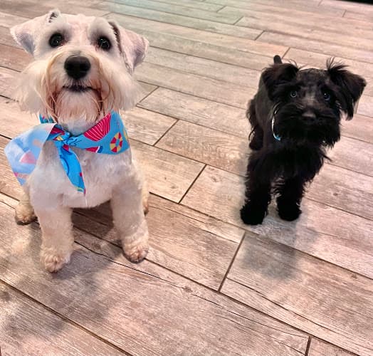Back Porch Pet Spa - Silsbee