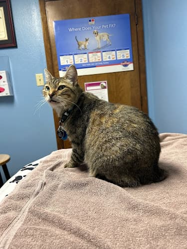 Nacogdoches Animal Hospital in Nacogdoches, TX