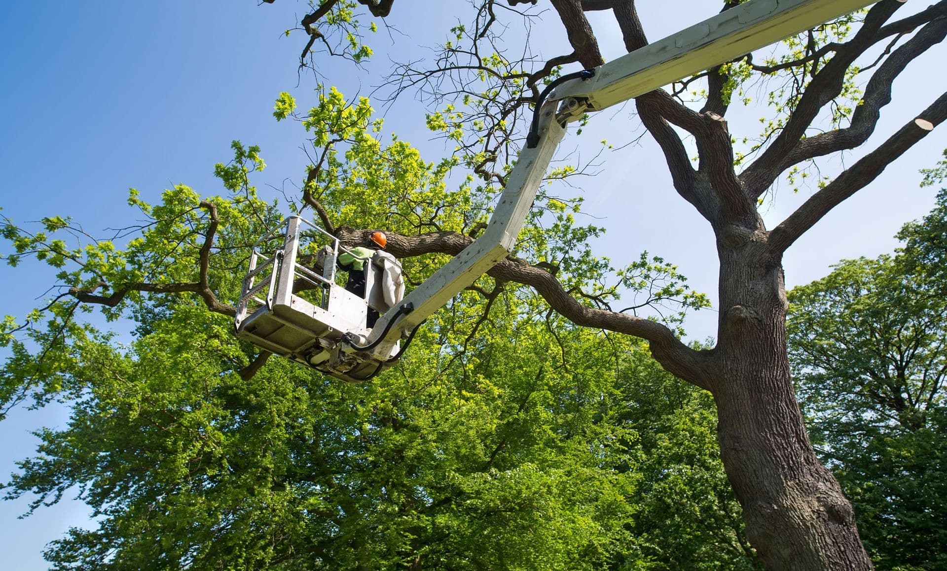 Davis Tree Experts