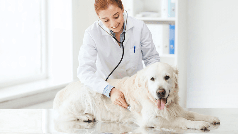 Main Street Veterinary Clinic in Lumberton, TX