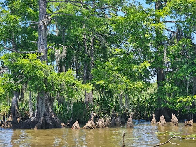 Swamp & River Tours in Orange, TX
