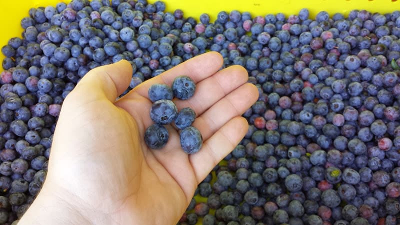 Grimes Blueberry Farm
