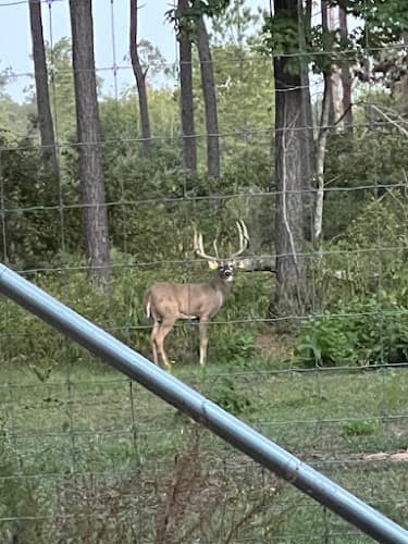 kdchunts in Livingston, TX