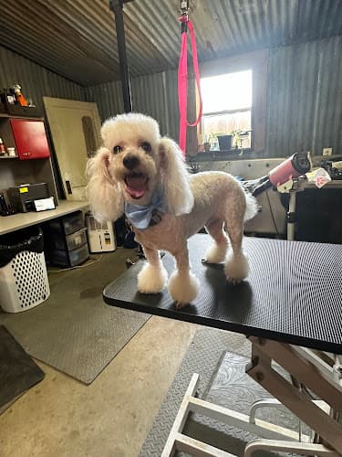 Martin Kennel & Grooming