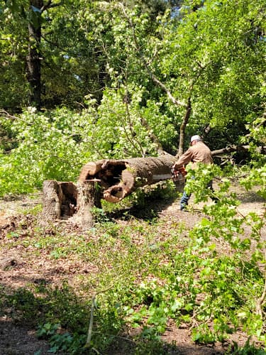 Quality Tree Service in Hillister, TX