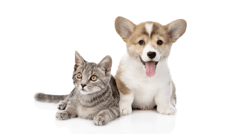 Major Drive Veterinary Clinic in Beaumont, TX