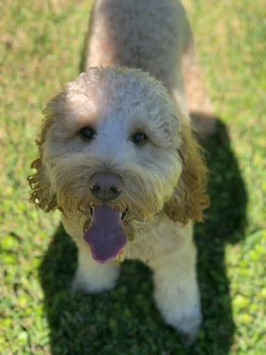 Happy Tails Doggy Daycare & Boarding