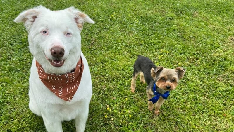 My Barking Lounge LLC